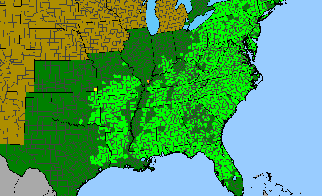 The range of Vaccinium stamineum